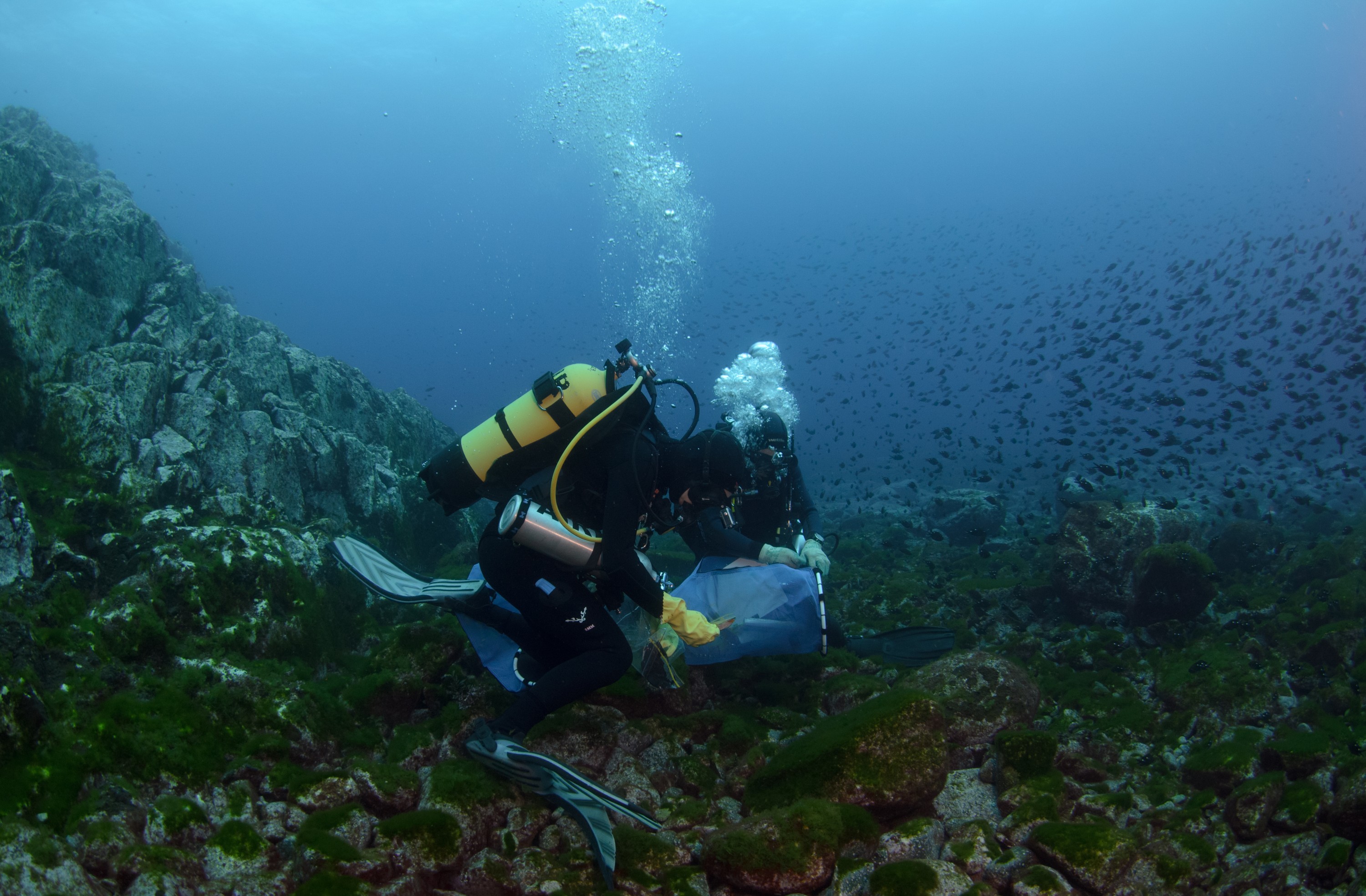DSC_0722 – 2016, Kermadec, NIWA, New, October 16, RV, Zealand, crispin, expedition, havre, kermadecs, marine, nz, ocean, reserve, rock, sanctuary, seacology, seacologynz, tangaroa
